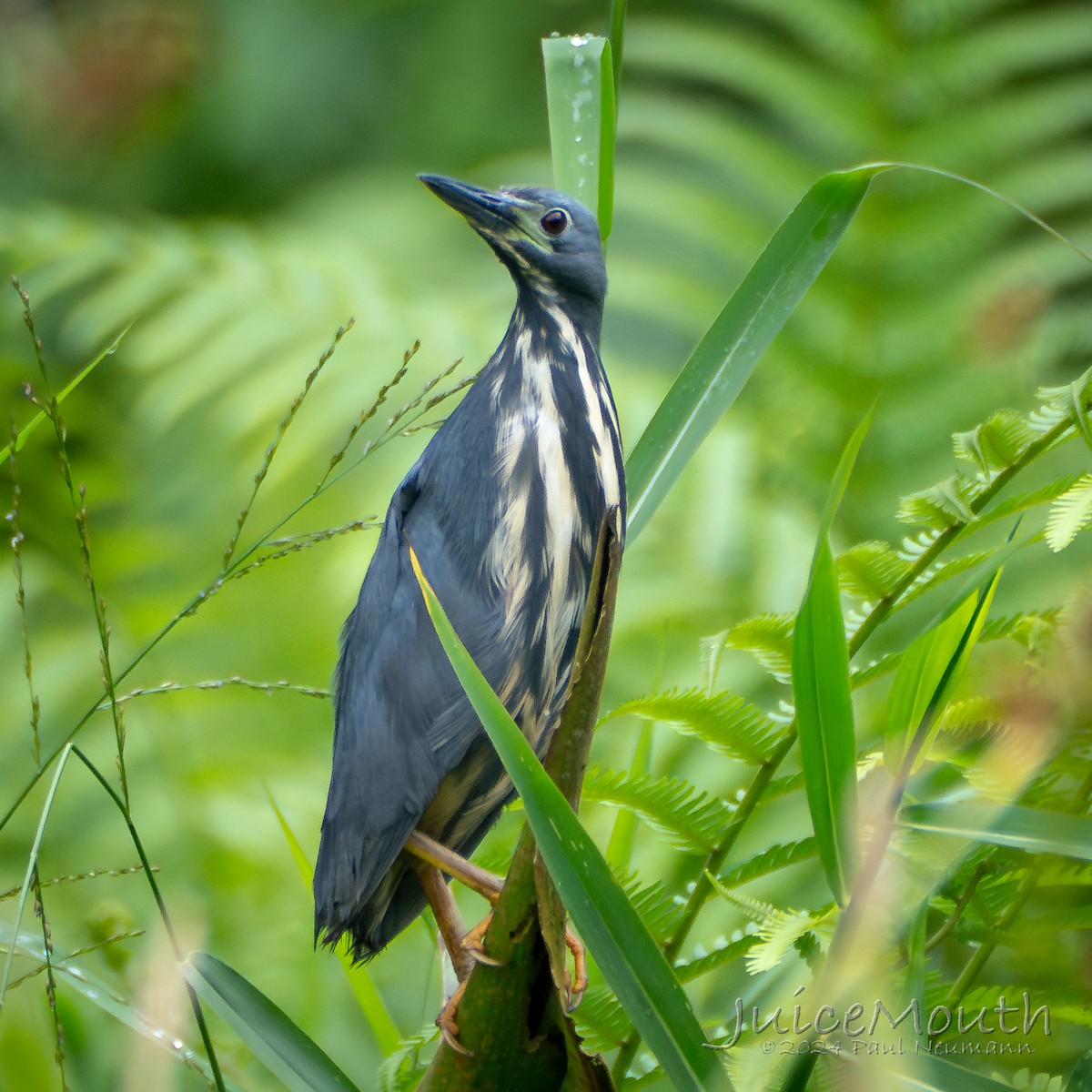 Dwarf Bittern - ML625874643