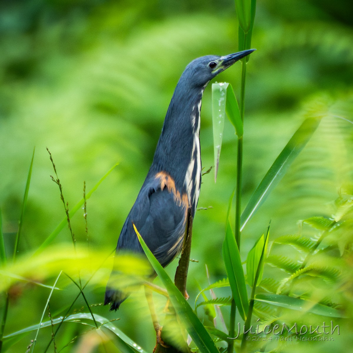 Dwarf Bittern - ML625874644