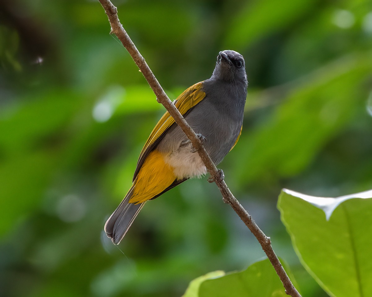 Gray-bellied Bulbul - ML625874695