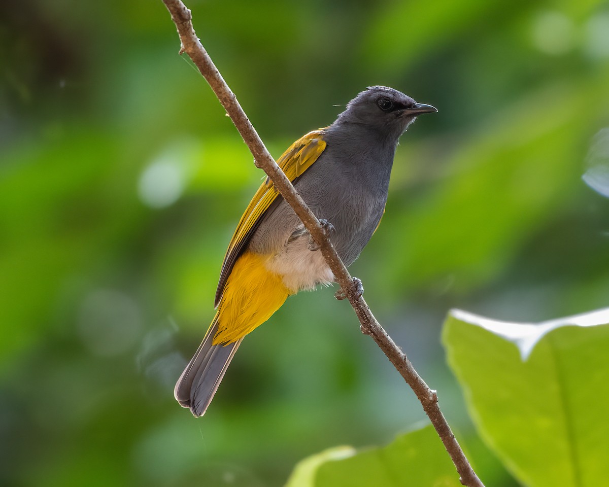 Gray-bellied Bulbul - ML625874696