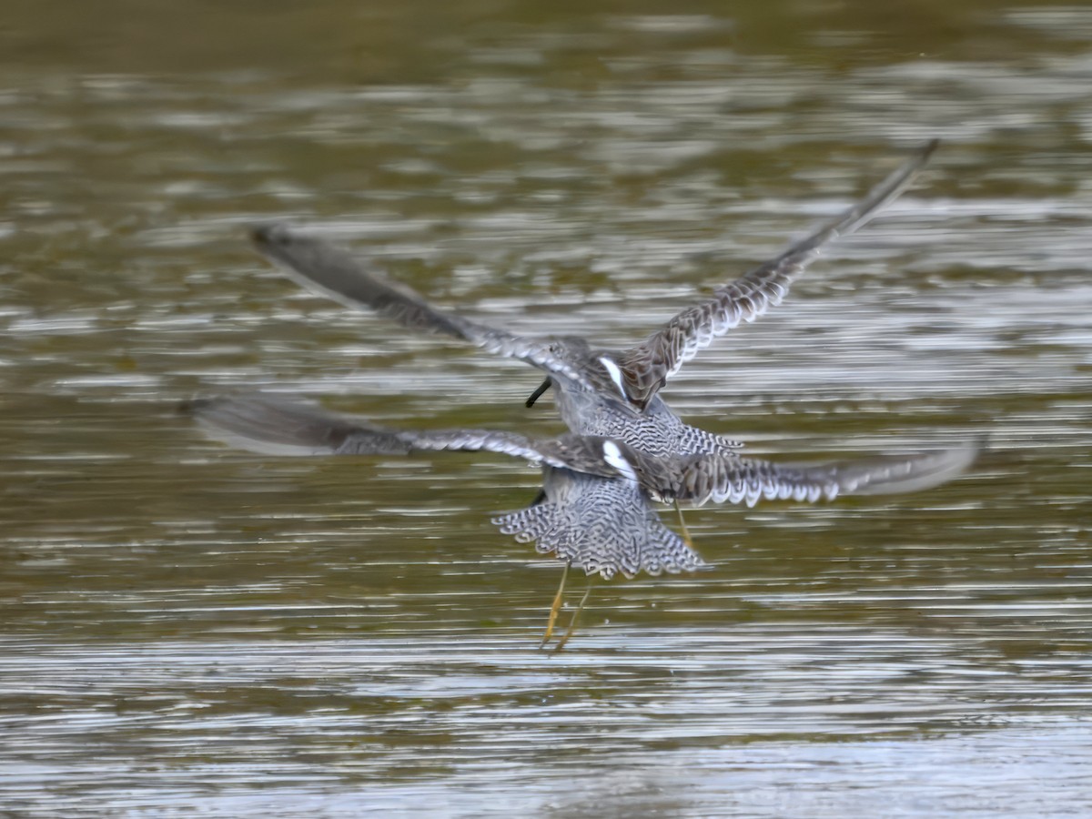 Long-billed Dowitcher - ML625874758