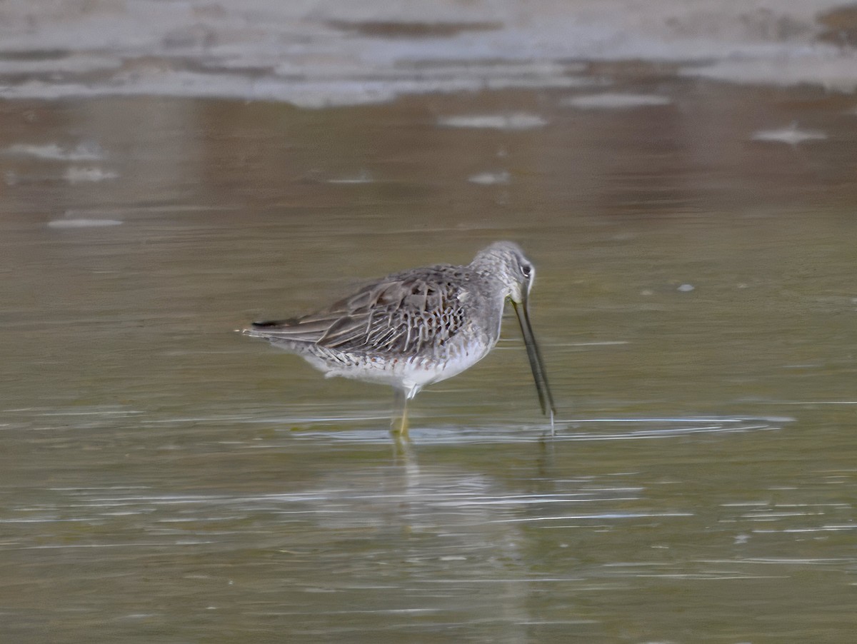 Long-billed Dowitcher - ML625874759