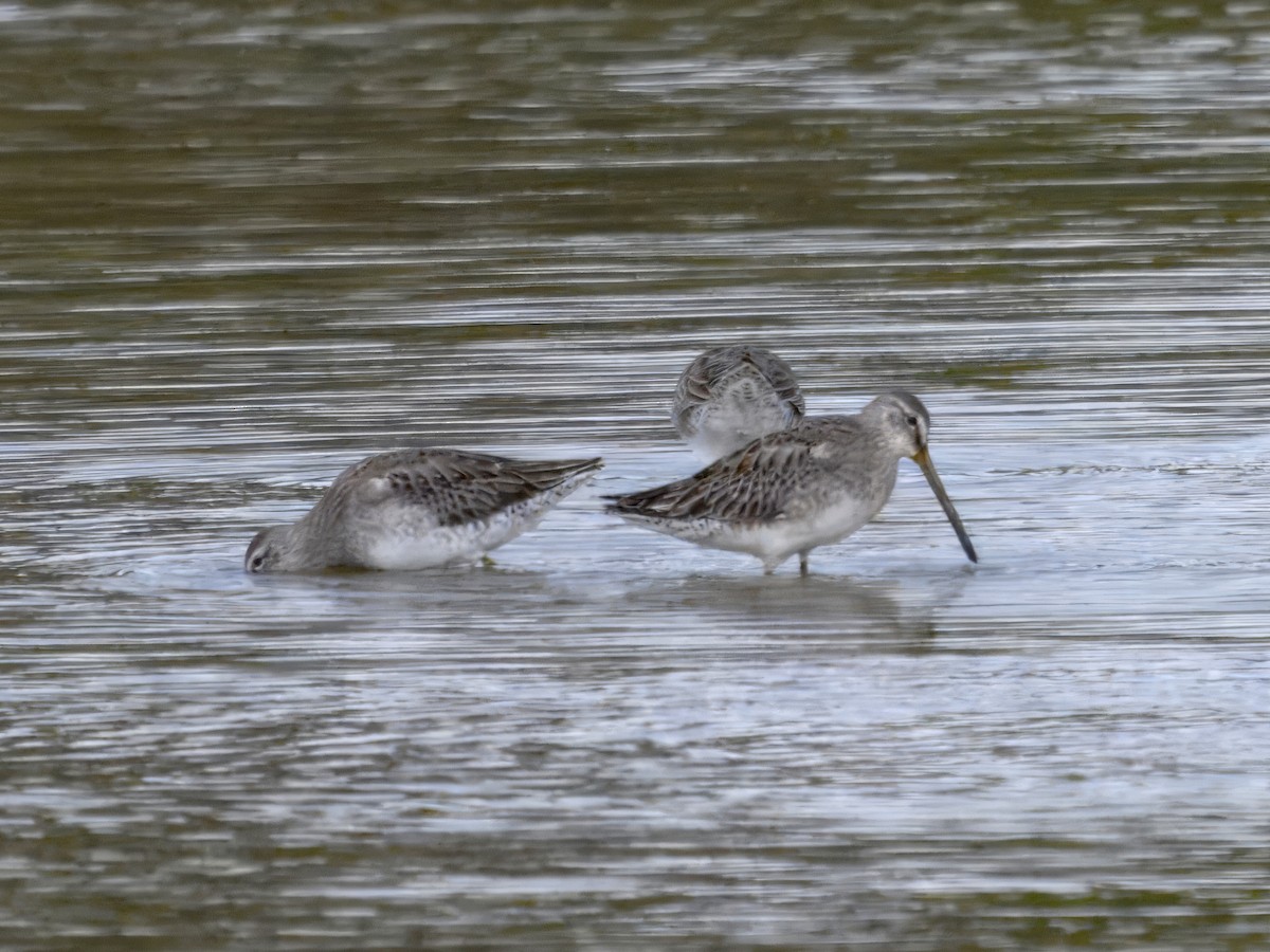 Long-billed Dowitcher - ML625874760