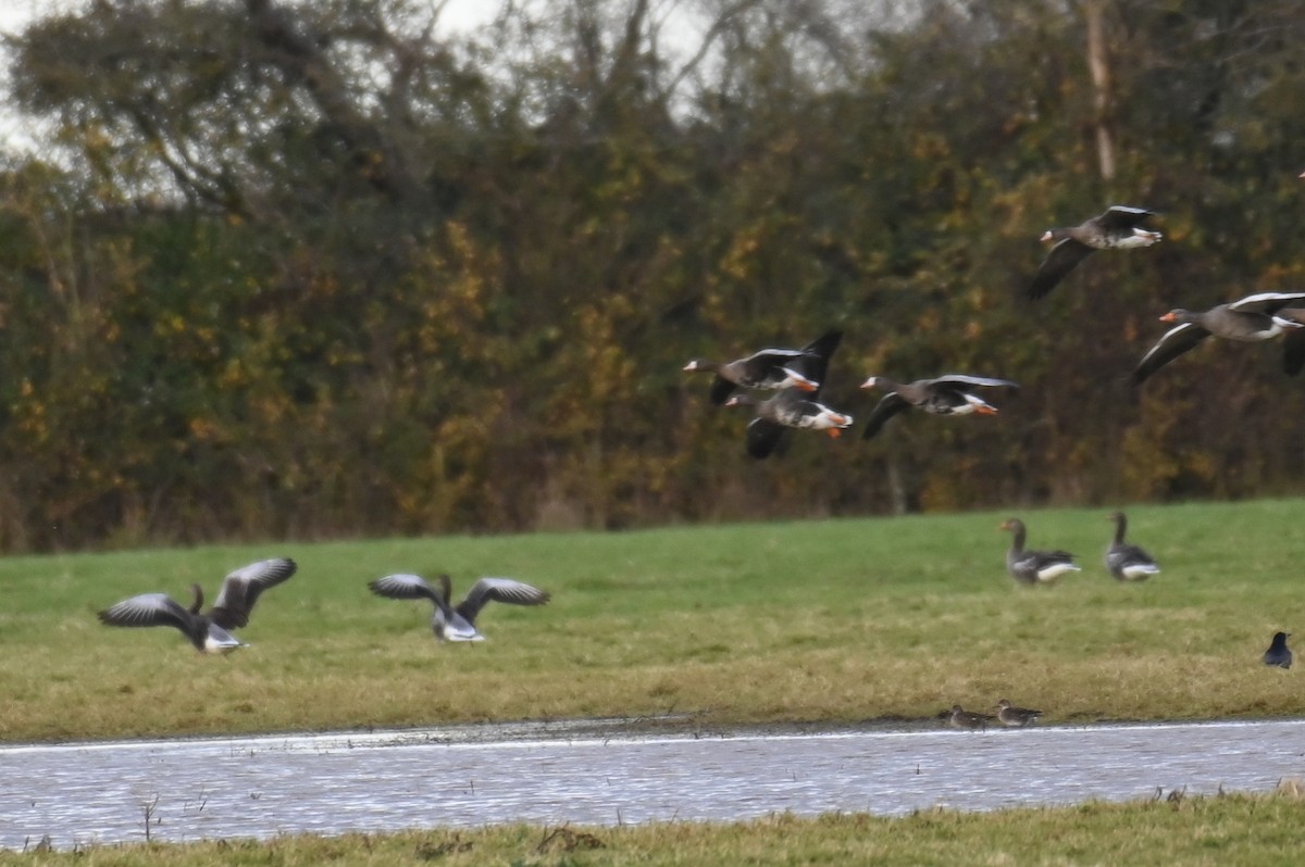 Greater White-fronted Goose (Eurasian) - ML625875049