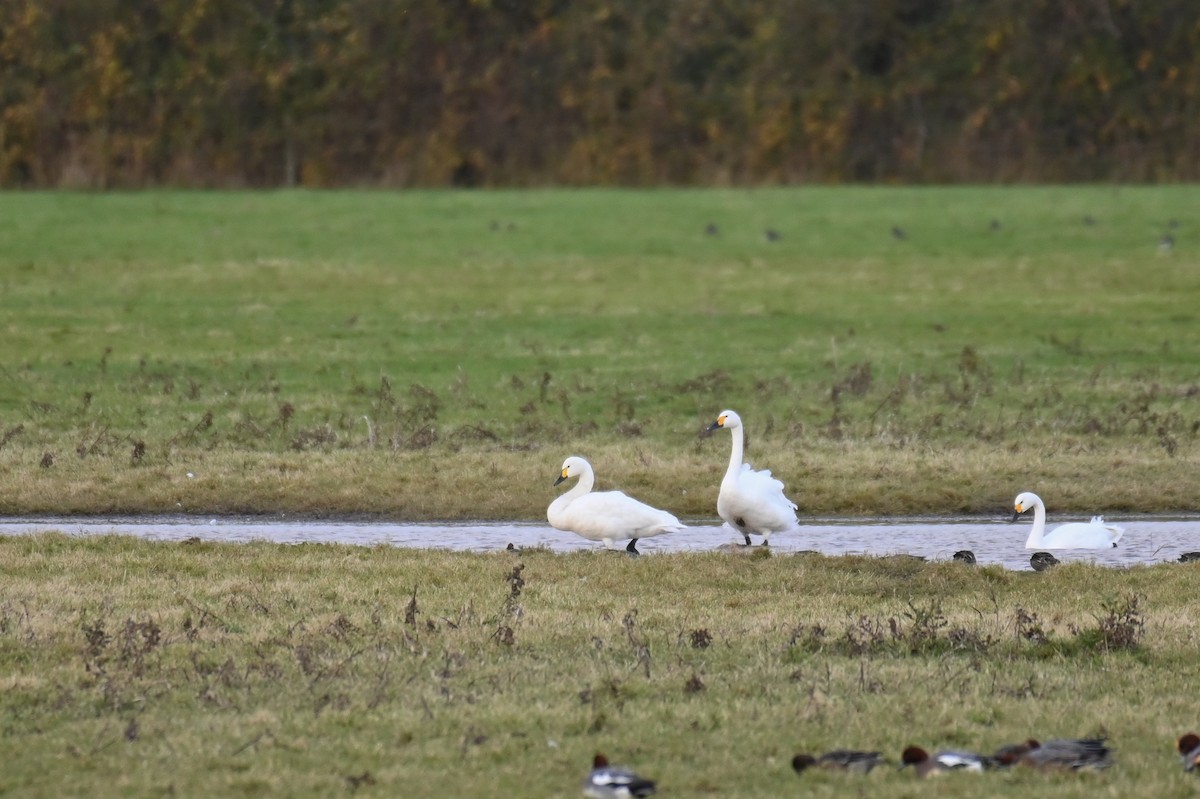 Tundra Swan (Bewick's) - ML625875058