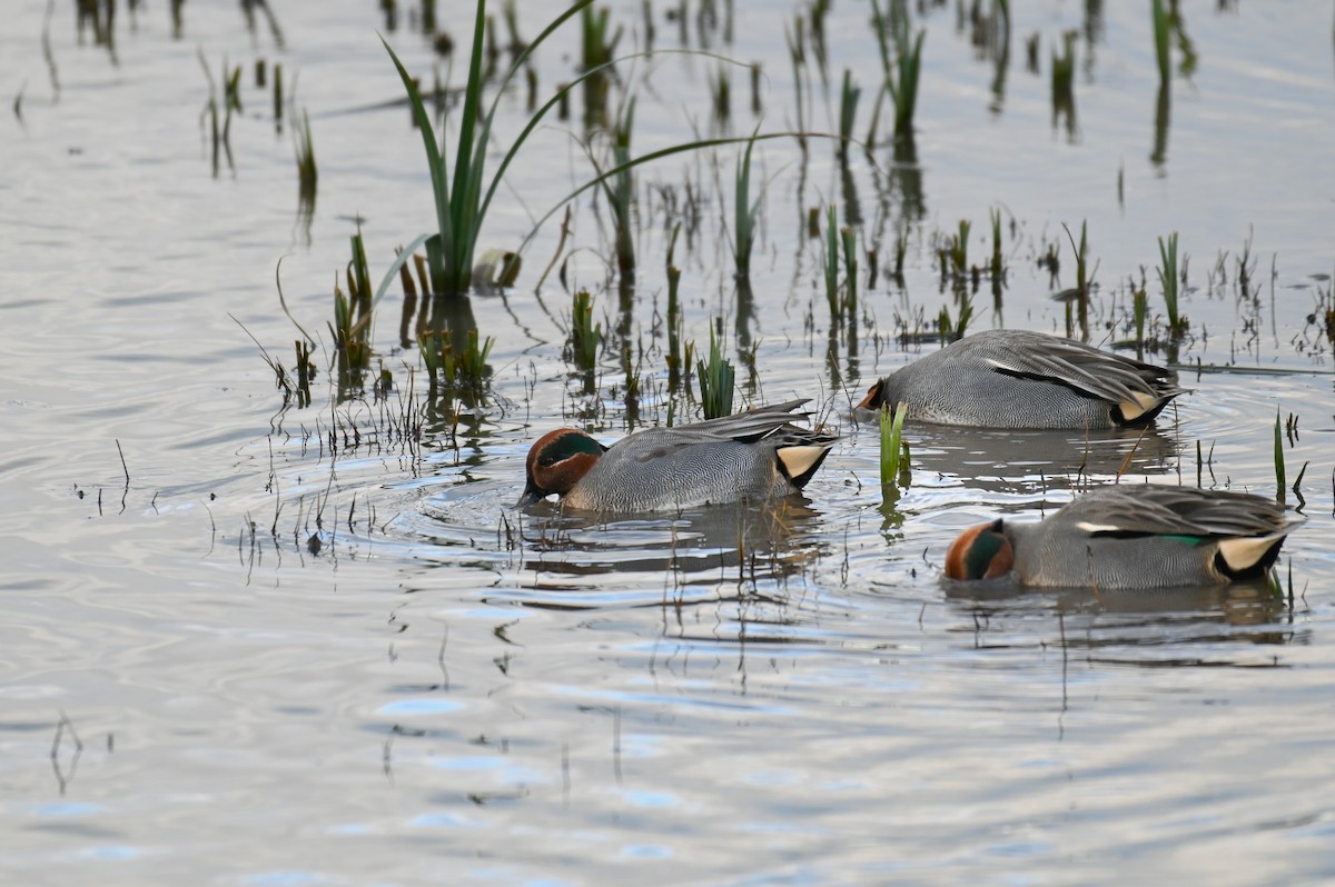 Green-winged Teal (Eurasian) - ML625875068