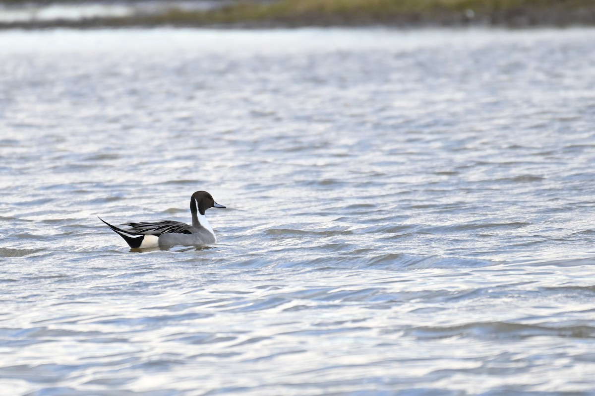 Northern Pintail - ML625875069