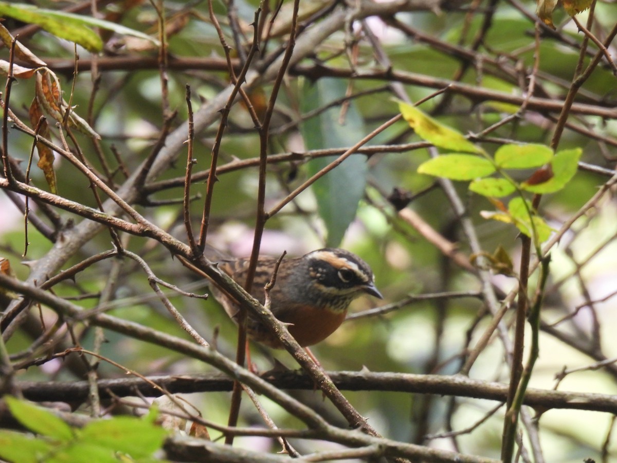 Rufous-breasted Accentor - ML625875074