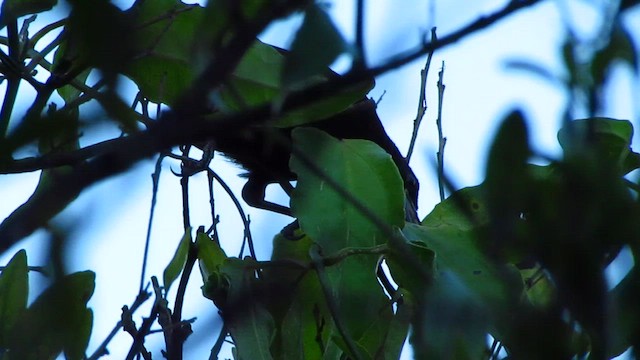 Variable Oriole (Chestnut-shouldered) - ML625875075