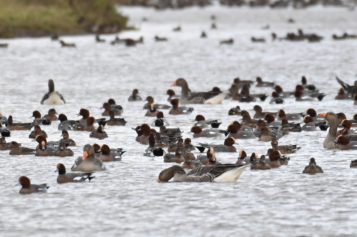 Eurasian Wigeon - ML625875077