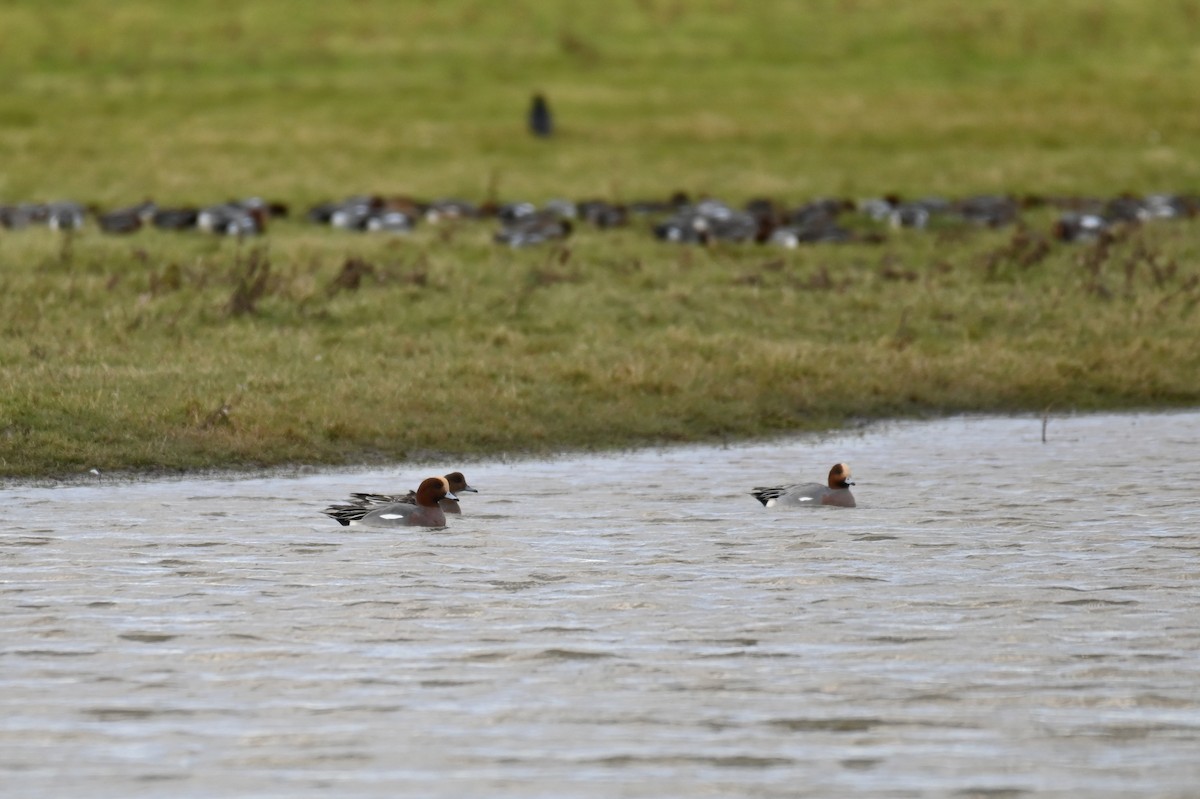 Eurasian Wigeon - ML625875078