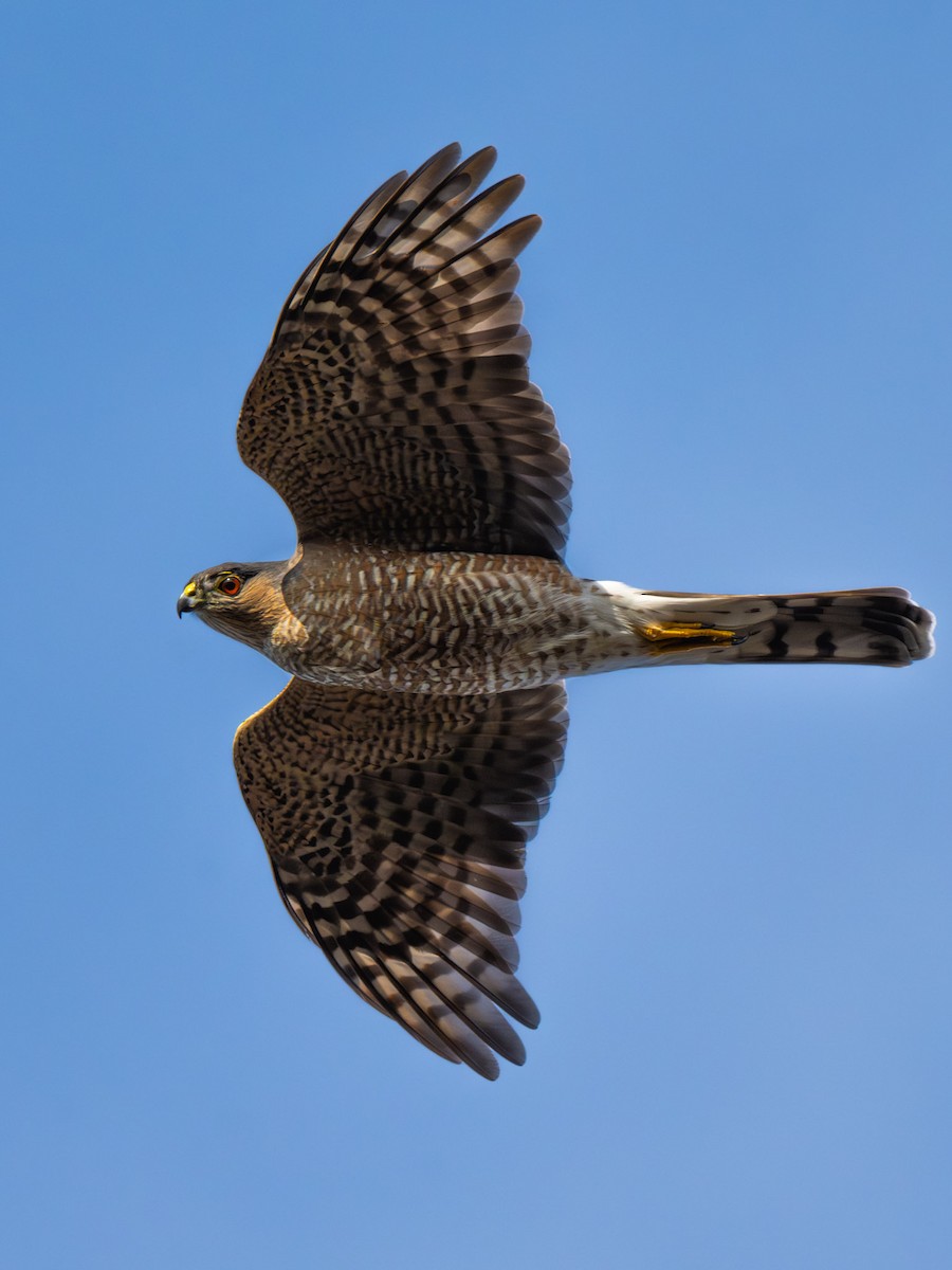 Sharp-shinned Hawk - ML625875110