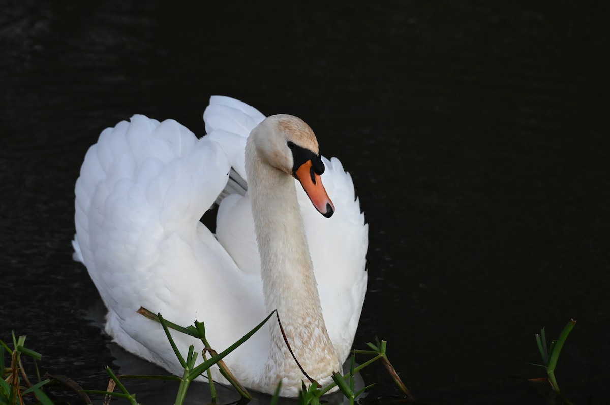 Mute Swan - ML625875193