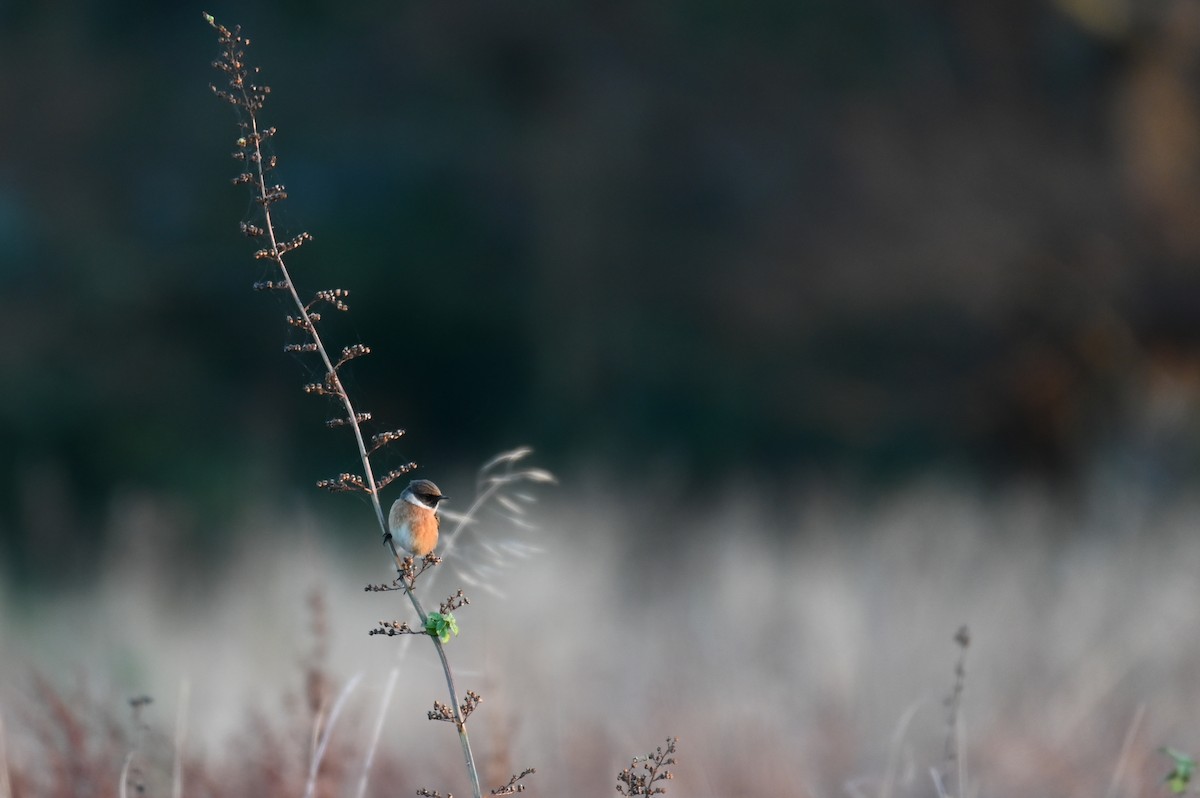 European Stonechat - ML625875199