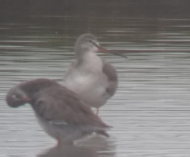 Spotted Redshank - ML625875260
