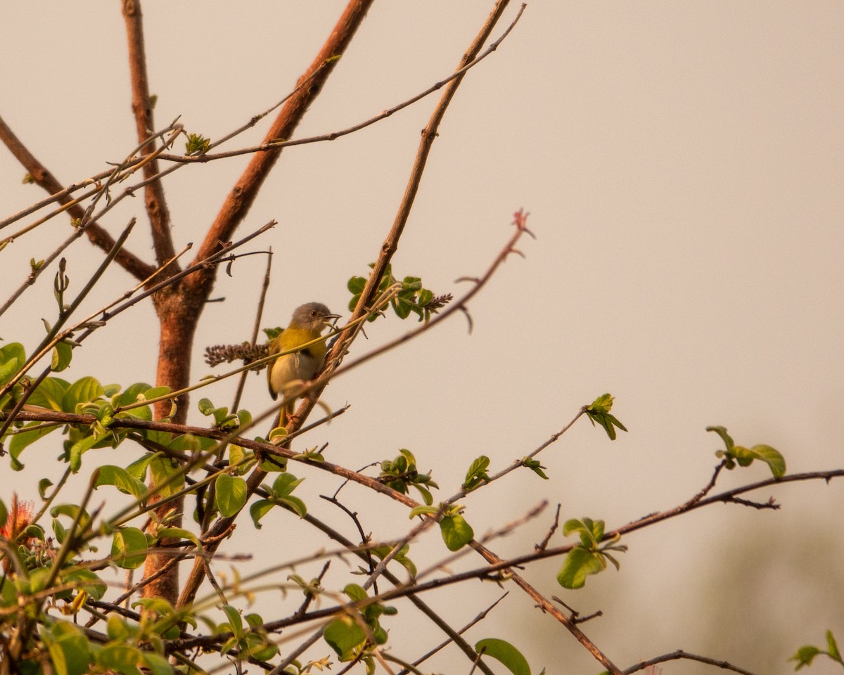 Apalis Pechigualdo - ML625875278