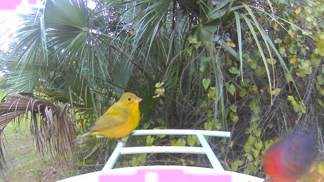 Painted Bunting - ML625875325