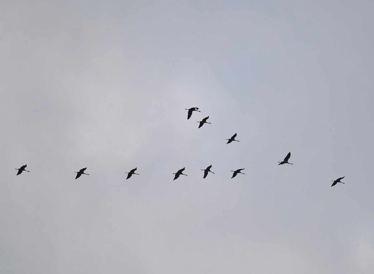 jeřáb popelavý - ML625875354