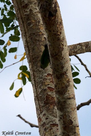 Yellow-capped Pygmy-Parrot - ML625875654