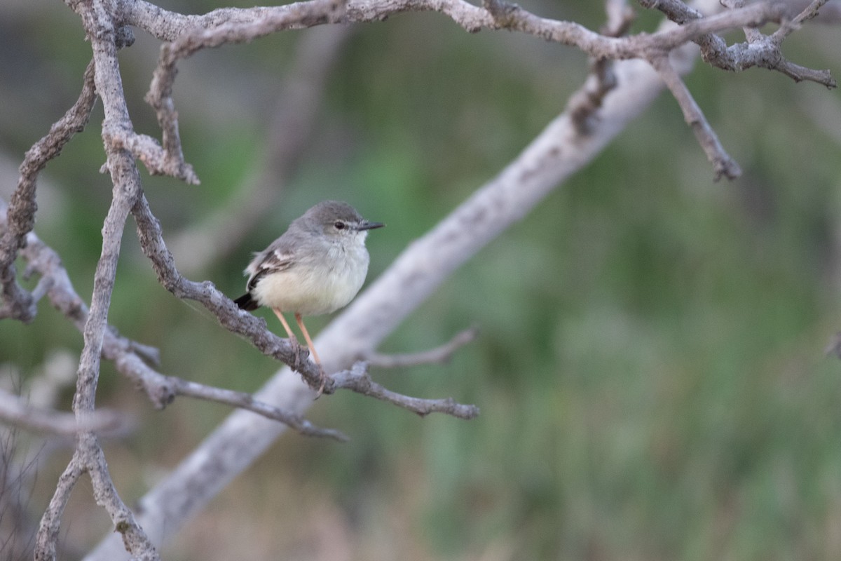 Short-tailed Field Tyrant - ML625875680