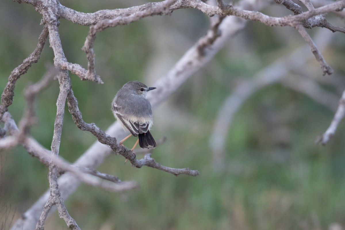 Short-tailed Field Tyrant - ML625875681