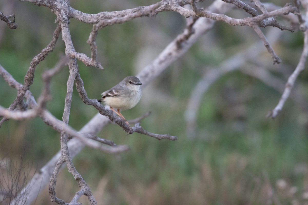 Short-tailed Field Tyrant - ML625875682