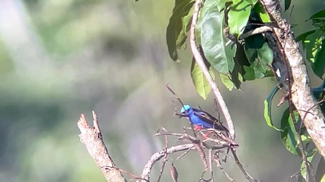 Red-legged Honeycreeper - ML625875783