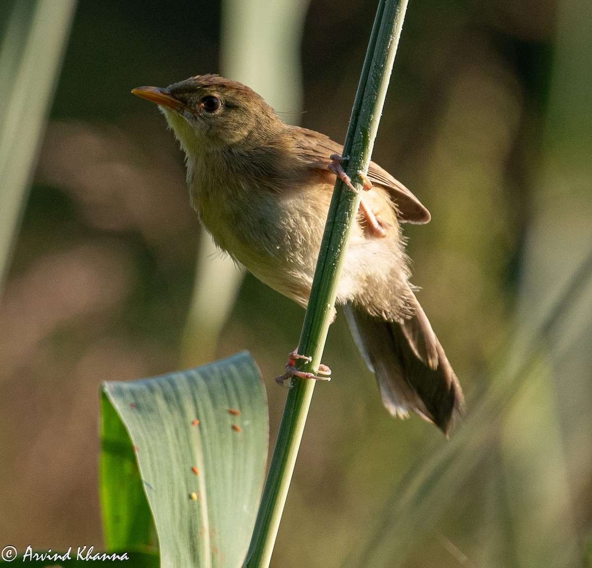 Горобцеподібні sp. (Old World warbler sp.) - ML625875979