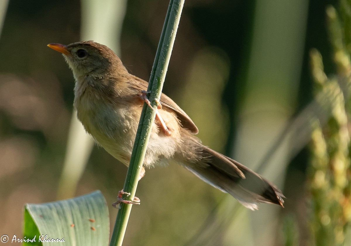 Горобцеподібні sp. (Old World warbler sp.) - ML625875980