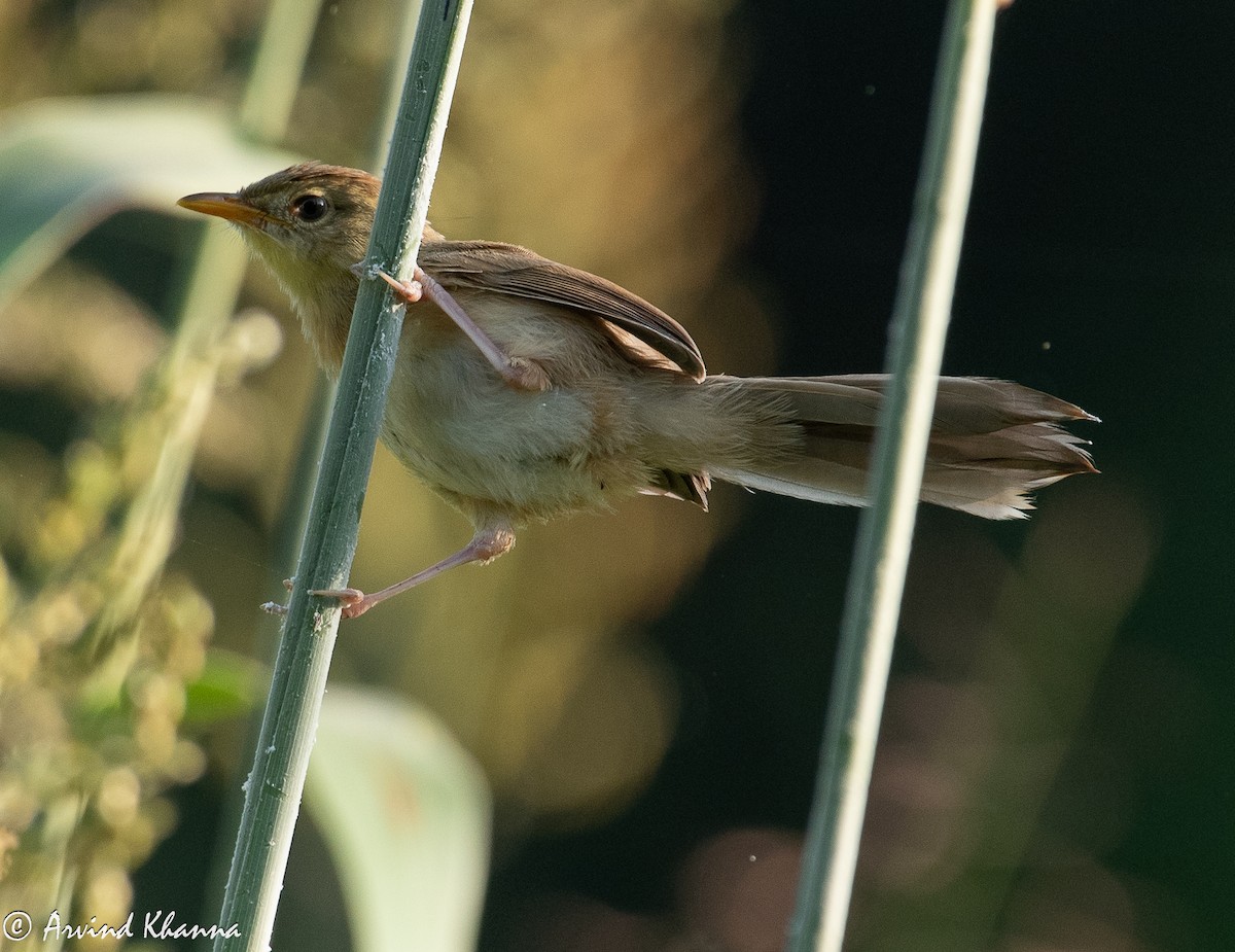 Горобцеподібні sp. (Old World warbler sp.) - ML625875981