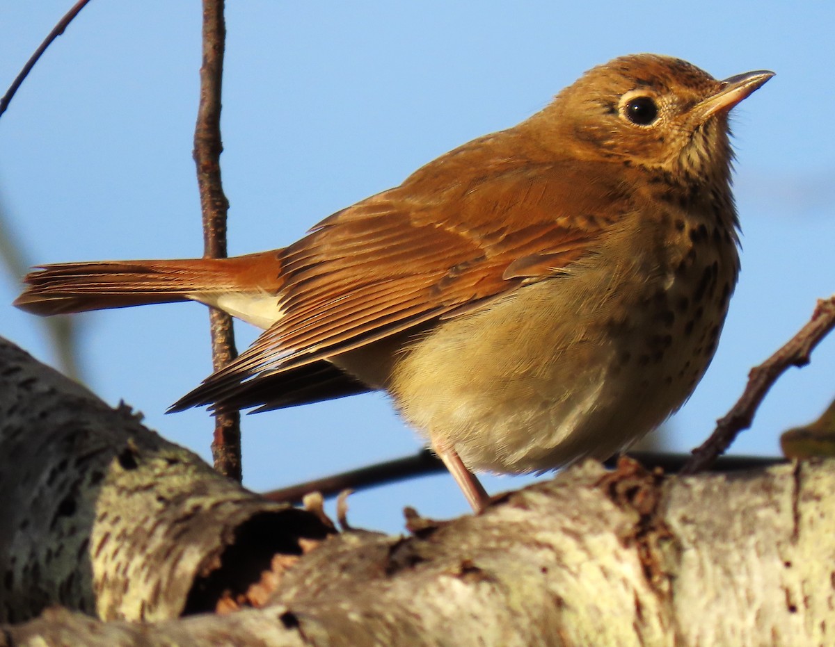 Hermit Thrush - ML625876060