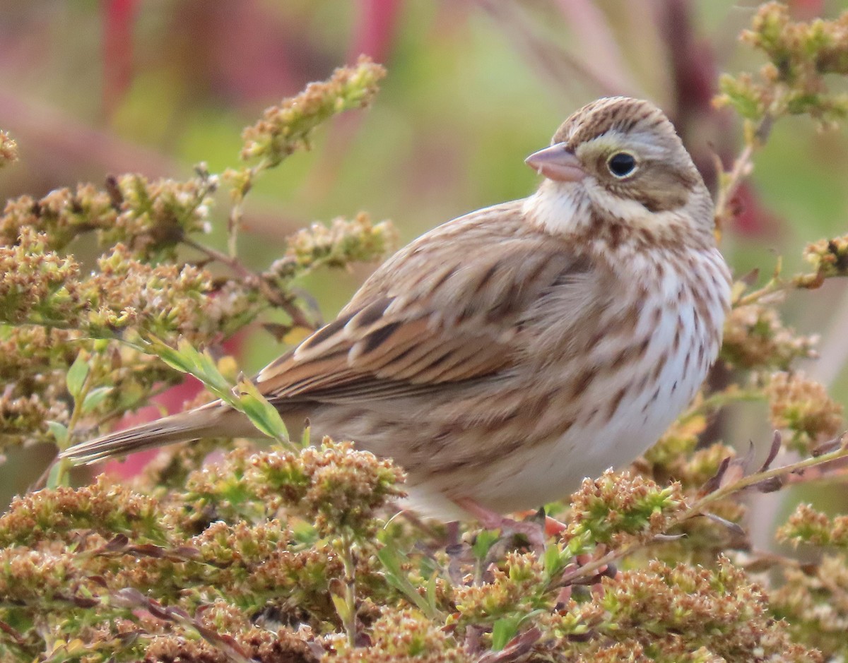 Savannah Sparrow (Ipswich) - ML625876066