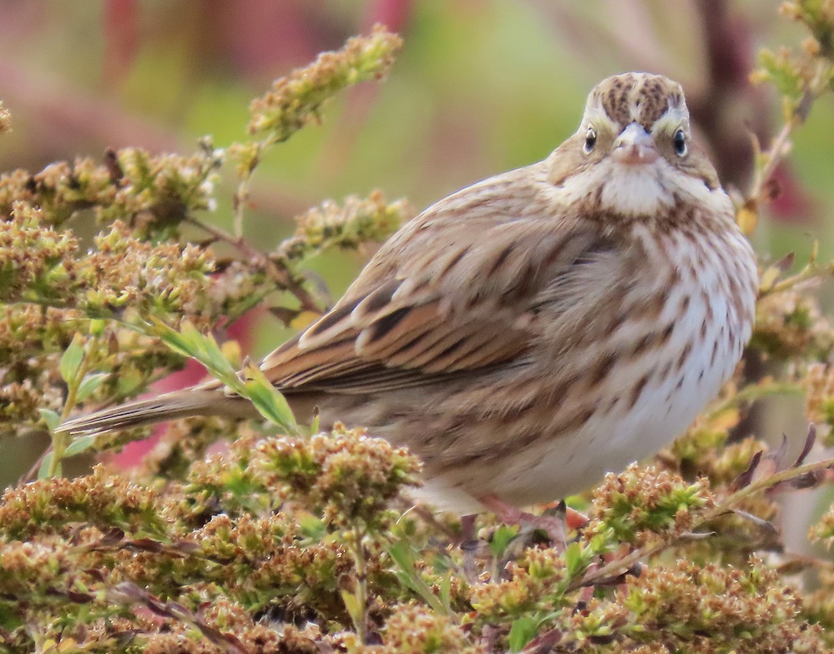 Savannah Sparrow (Ipswich) - ML625876075