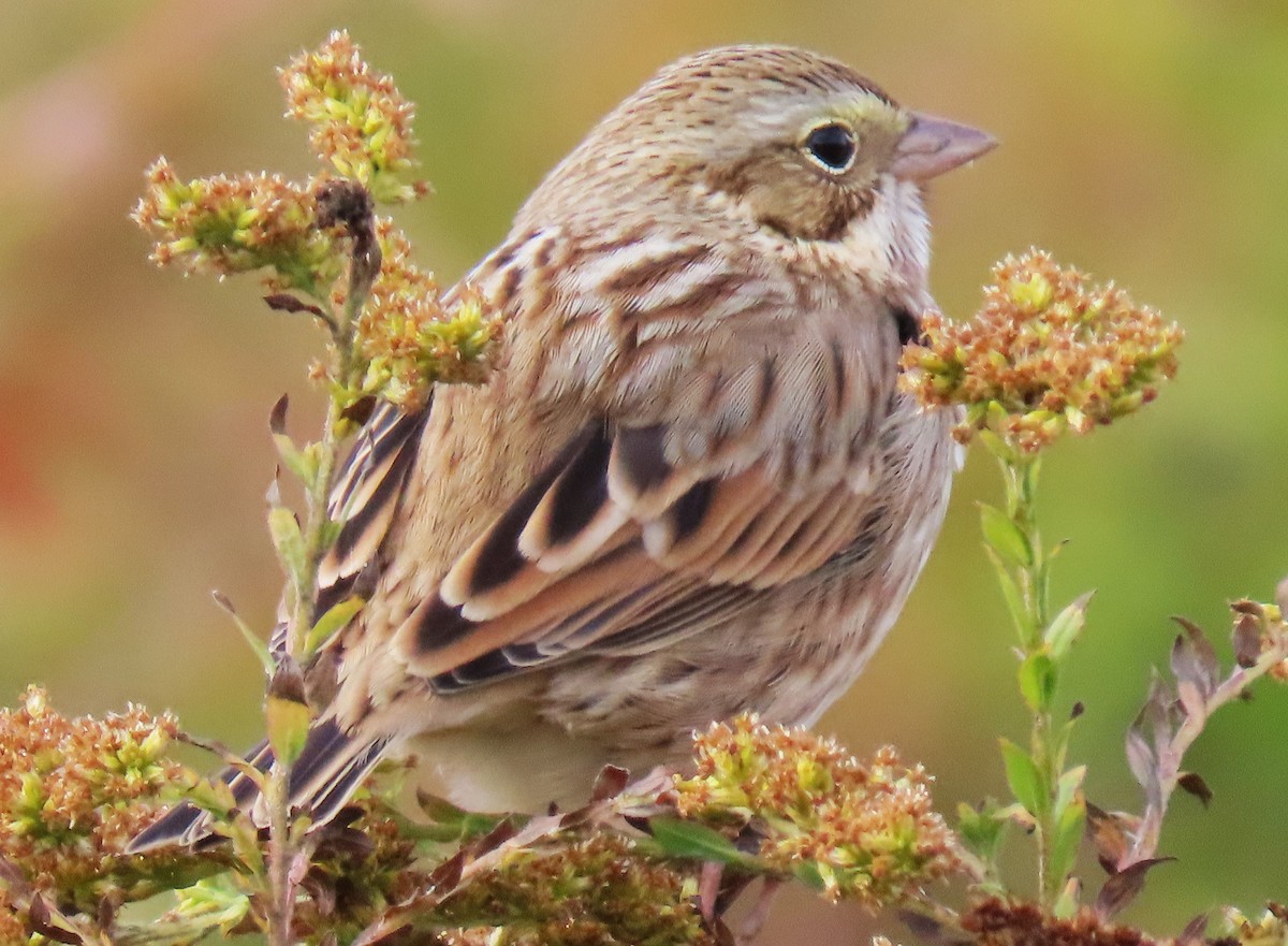 Savannah Sparrow (Ipswich) - ML625876110