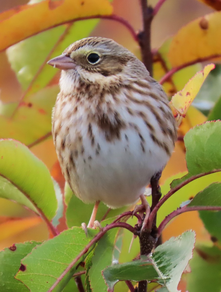 Savannah Sparrow (Ipswich) - ML625876119