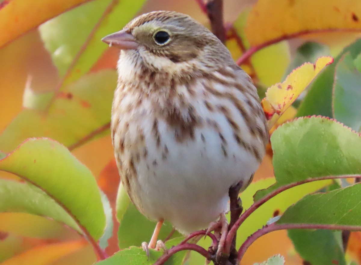 Savannah Sparrow (Ipswich) - ML625876130