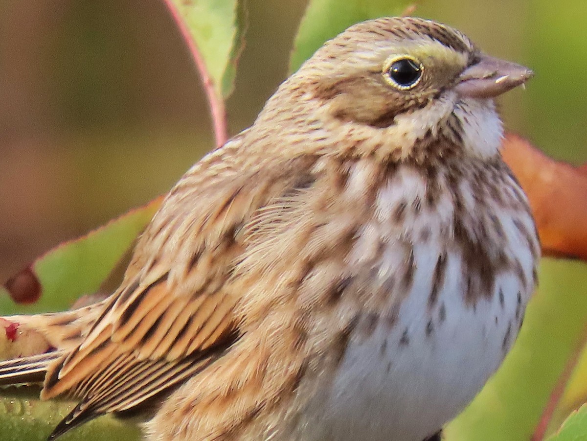 Savannah Sparrow (Ipswich) - ML625876135