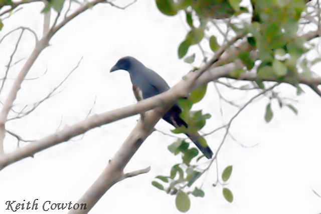 Wallacean Cuckooshrike - ML625876169