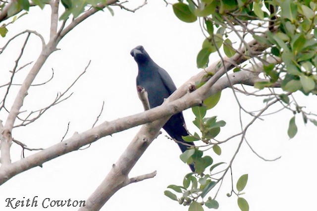 Wallacean Cuckooshrike - ML625876170