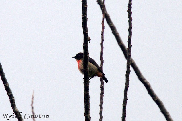 Pink-breasted Flowerpecker - ML625876264
