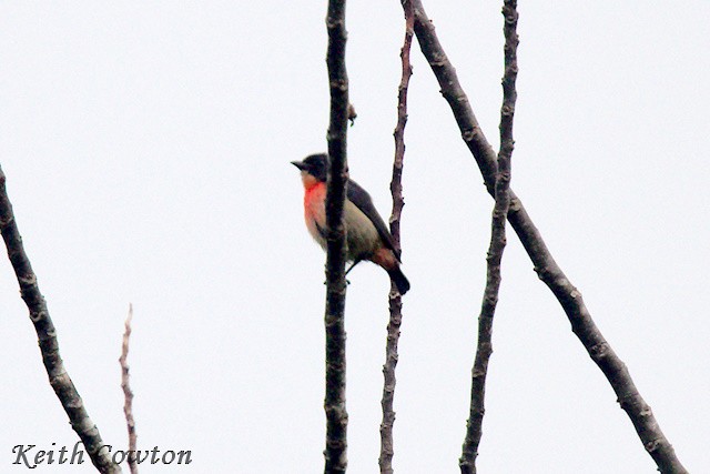 Pink-breasted Flowerpecker - ML625876265