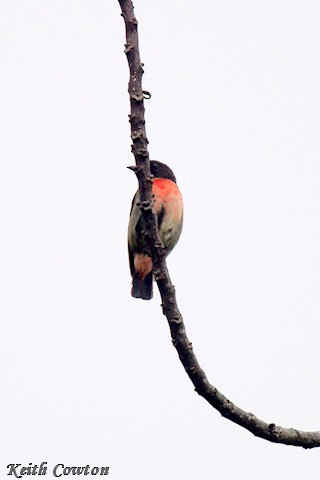 Pink-breasted Flowerpecker - ML625876266