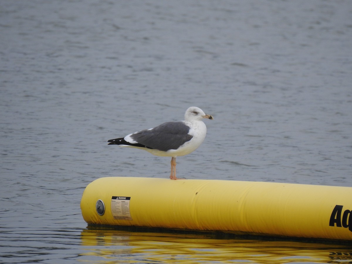 Бэсрэг цахлай - ML625876273