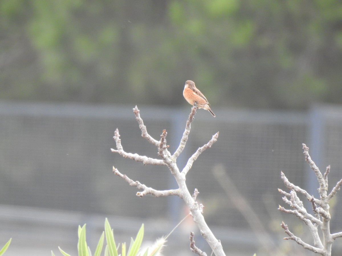 European Stonechat - ML625876307