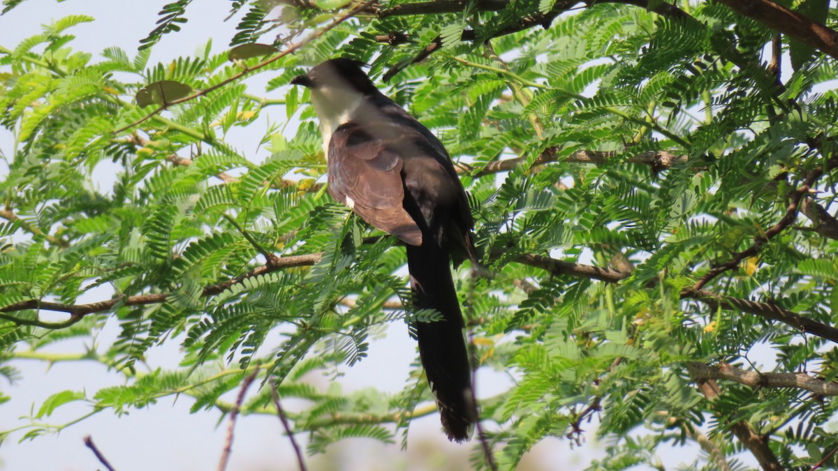 Pied Cuckoo - ML625876319
