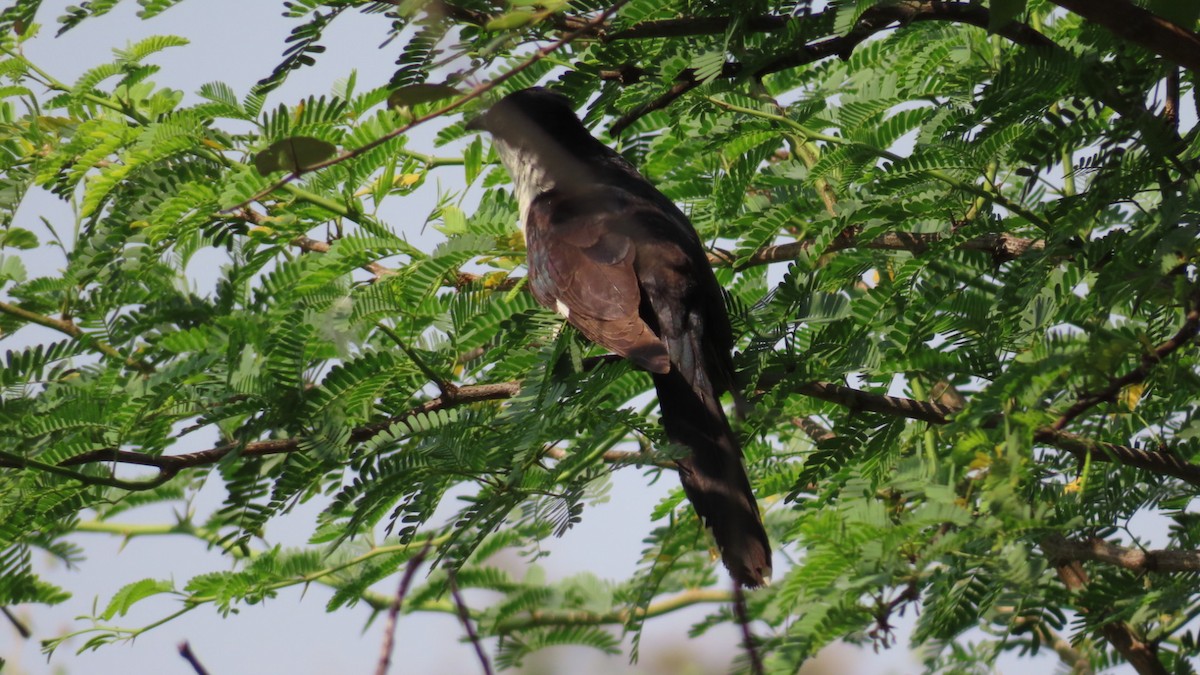 Pied Cuckoo - ML625876320