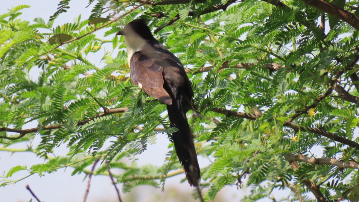 Pied Cuckoo - ML625876321