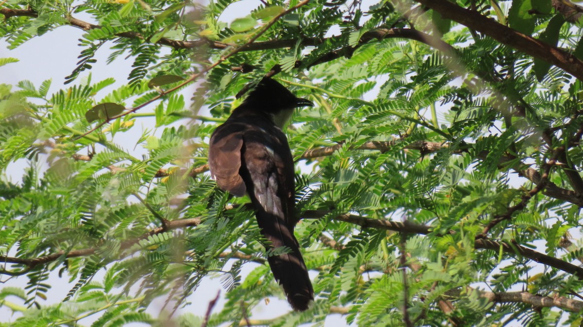 Pied Cuckoo - ML625876322