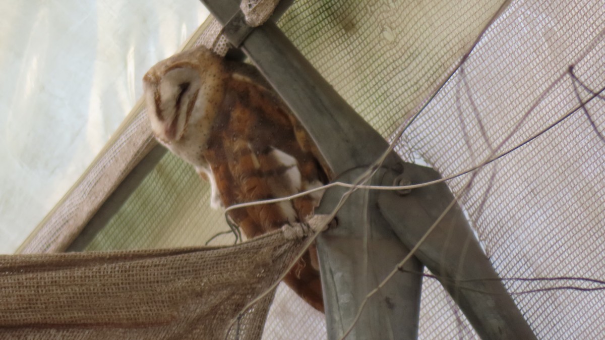 Eastern Barn Owl - ML625876338