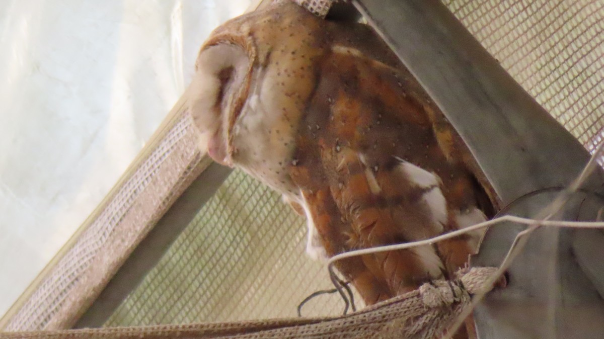 Eastern Barn Owl - ML625876339